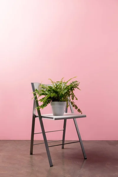 Silla Plegable Con Maceta Helecho Frente Pared Rosa — Foto de Stock