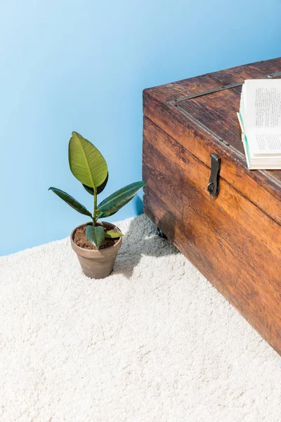 Mavi Duvar Önünde Açılan Kitap Ficus Pot Ile Antika Ahşap — Stok fotoğraf