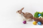Boční pohled na králíka u velikonoční košík s trávou a vejce, Velikonoční koncept