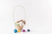 Easter rabbit sitting in basket with painted eggs, easter concept