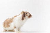 Boční pohled na králíka s hnědou a bílou kožešinou izolované na bílém