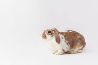 Studio shot of sitting brown and white rabbit  clipart
