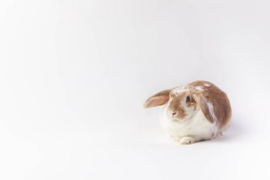 Stüdyo çekim üzerinde beyaz izole oturma Bunny