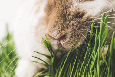 Tavşan burun ve yeşil çim closeup görünümünü kaynaklanıyor