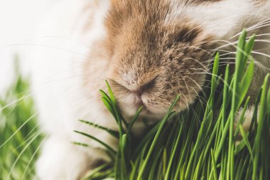 Closeup view of rabbit nose and green grass stems clipart