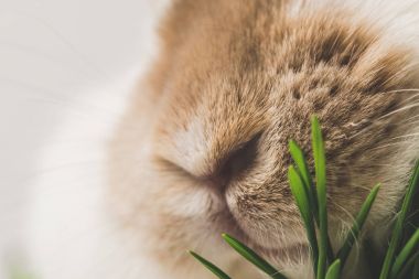 Closeup view of rabbit nose and grass stems clipart