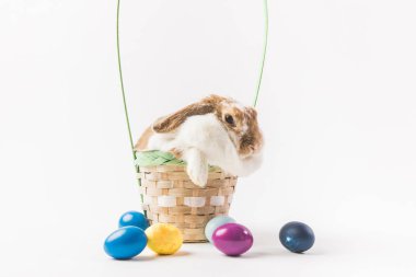 Rabbit sitting in basket surrounding by painted eggs, easter concept clipart