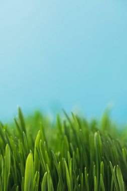 Closeup view of green grass stems isolated on blue clipart
