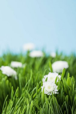 Camomiles ve izole mavi yeşil çimen 