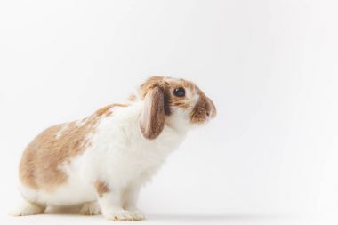 Side view of rabbit with brown and white fur isolated on white clipart