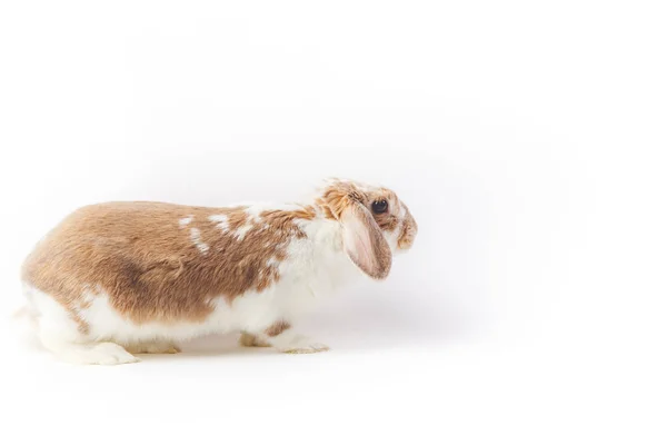 Stüdyo Çekim Üzerinde Beyaz Izole Tavşan — Stok fotoğraf