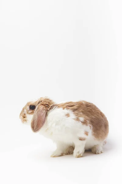 Крупним Планом Вид Сидячого Кролика Ізольований Білому — стокове фото