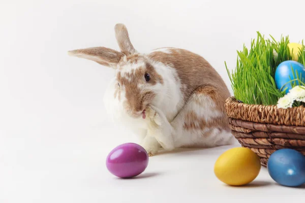 Målade Ägg Och Bunny Nära Korg Med Gräs Och Blommor — Stockfoto