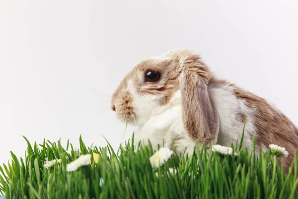 Sidovy Kanin Med Gräs Stjälkar Och Camomiles Påsk Koncept — Stockfoto