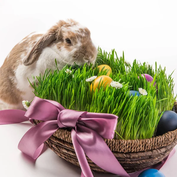 Kanin Nära Korg Med Gräs Och Målade Olika Färger Ägg — Stockfoto