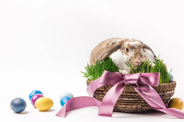 Lapin Assis Dans Panier Lié Par Ruban Avec Des Œufs — Photo