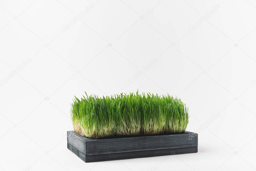 Studio shot of grass stems isolated on white