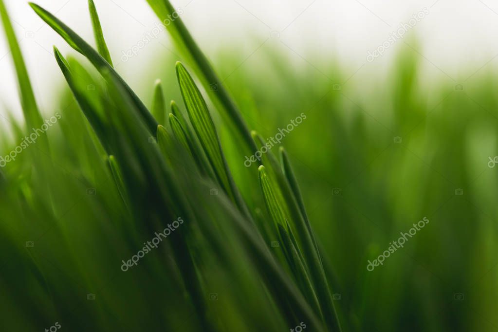 Full frame of green grass stems