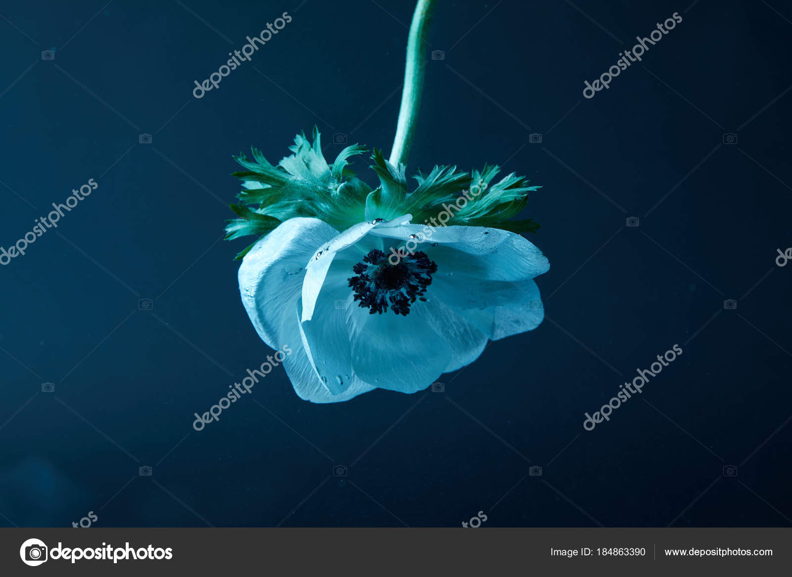 新着水中 壁紙 最高の花の画像 新着水中 壁紙 最高の花の画像