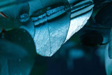 Okaliptüs bitki su yeşil yaprakları ile görünümünü kapat