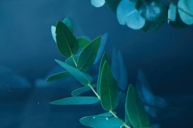 close up view of eucalyptus plant with green leaves in water clipart