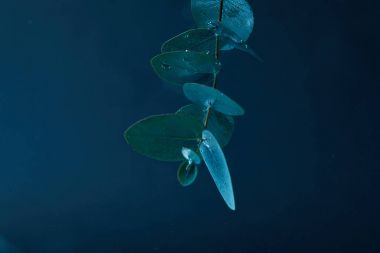 Okaliptüs bitki su yeşil yaprakları ile görünümünü kapat