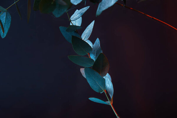 close up view of eucalyptus plant with green leaves in water