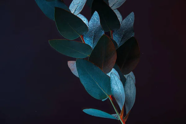 Vista Perto Planta Eucalipto Com Folhas Verdes Água — Fotografia de Stock