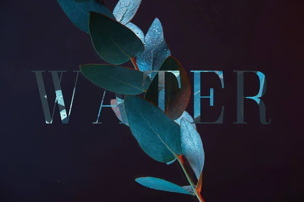 Close View Eucalyptus Plant Green Leaves Water Water Lettering — Stok Foto