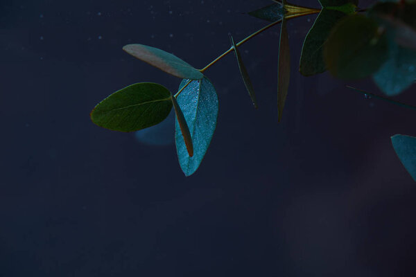 close up view of eucalyptus plant with green leaves in water