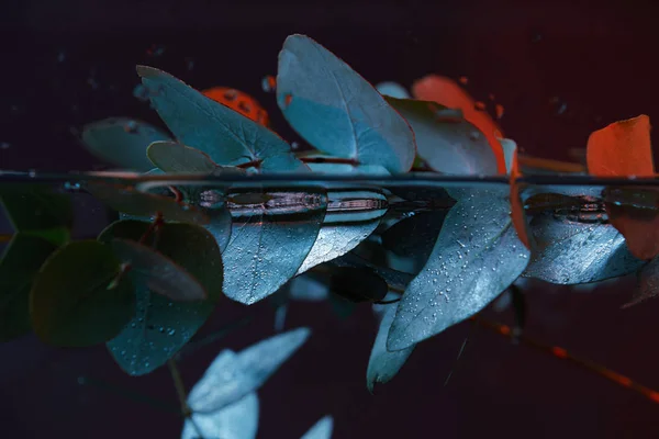 Nahaufnahme Einer Eukalyptuspflanze Mit Grünen Blättern Wasser — Stockfoto