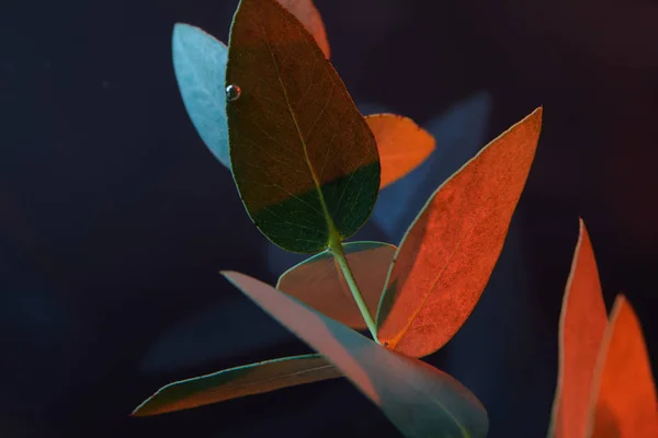 Vista Cerca Planta Eucalipto Con Hojas Verdes Agua — Foto de Stock