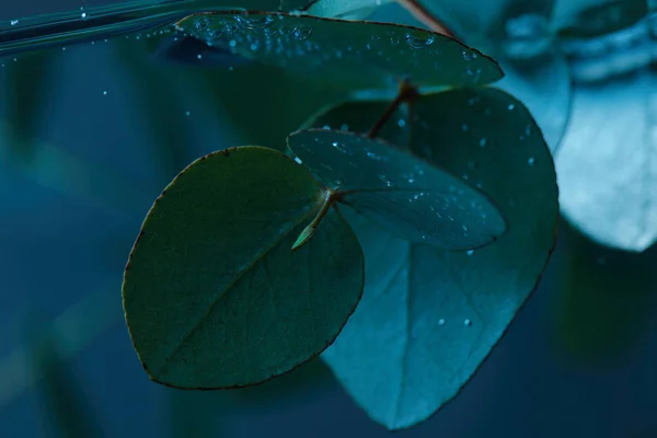 Vista Perto Planta Eucalipto Com Folhas Verdes Água — Fotografia de Stock