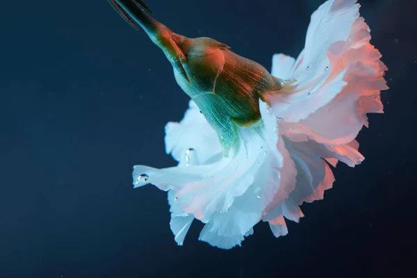 Vista Cerca Flor Del Clavel Agua — Foto de Stock