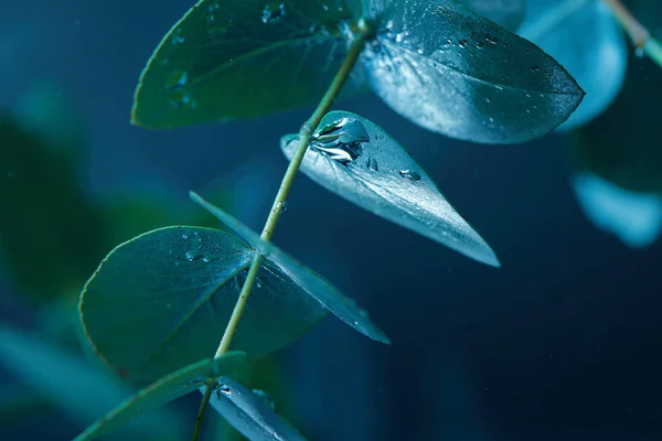 Close Van Eucalyptus Plant Met Groene Bladeren Bubbels Het Water — Stockfoto