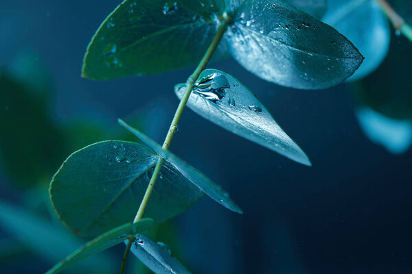 close up view of eucalyptus plant with green leaves and bubbles in water