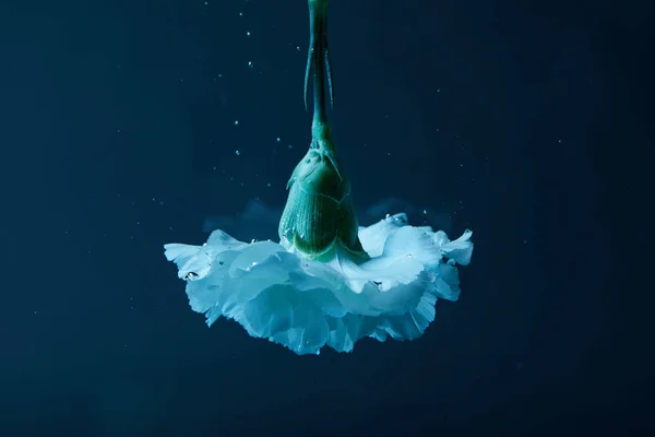水中康乃馨花的特写视图 — 图库照片