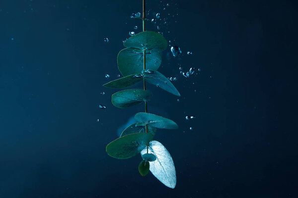 close up view of eucalyptus plant with green leaves and bubbles in water