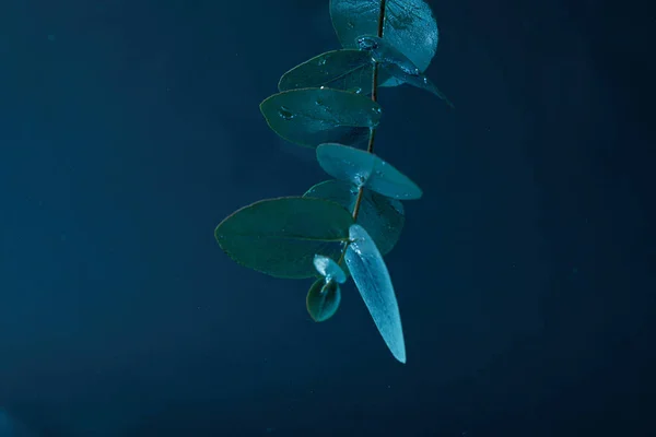 Vista Cerca Planta Eucalipto Con Hojas Verdes Agua —  Fotos de Stock