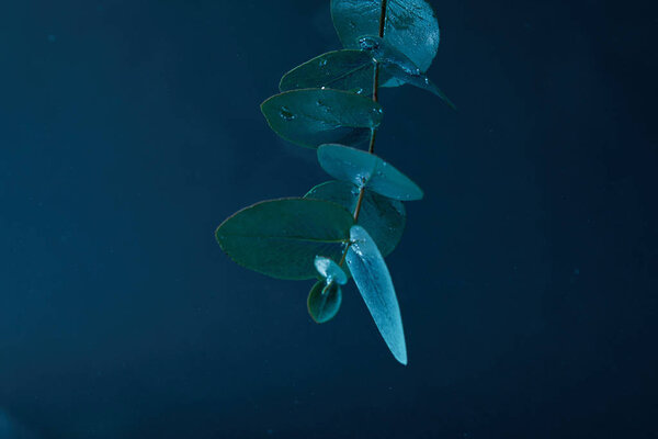 close up view of eucalyptus plant with green leaves in water