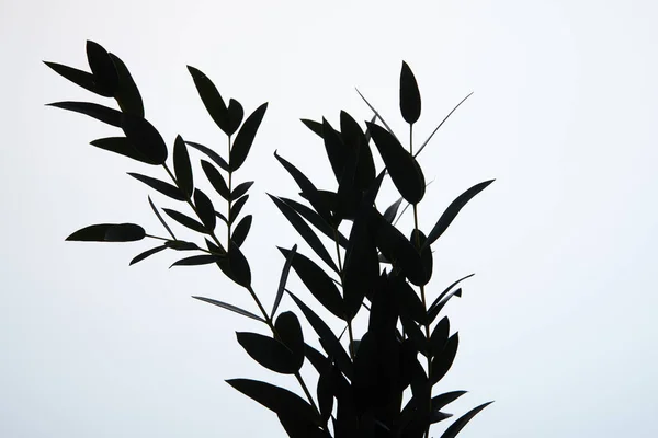 black silhouette of bouquet of branches with leaves on white