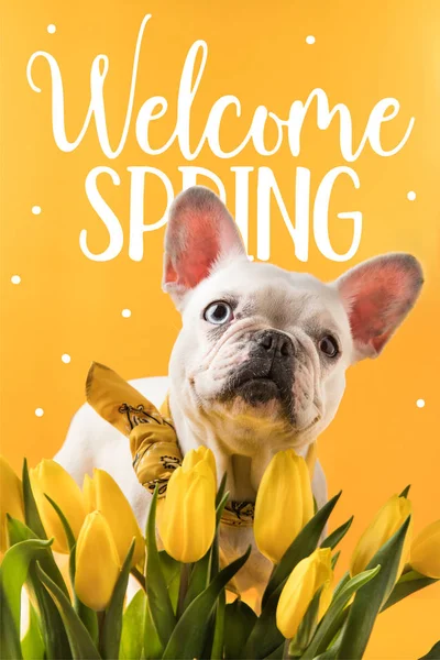 Bulldog Francese Bellissimi Tulipani Gialli Con Segno Primavera Benvenuti — Foto Stock