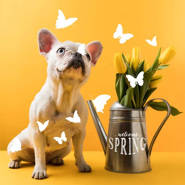 Aranyos Francia Bulldog Locsolókanna Welcome Tavaszi Betűkkel Sárga Sárga Tulipánok — Stock Fotó