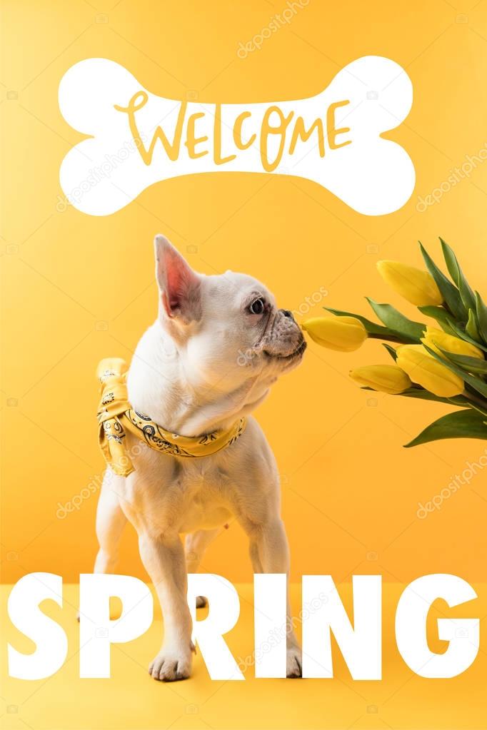 french bulldog dog and yellow tulips with WELCOME SPRING sign