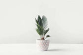beautiful green houseplant growing in decorative pot on white  