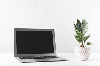 laptop ile siyah ekran ve güzel yeşil ev bitki tencerede beyaz 
