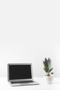laptop ile boş bir ekran ve güzel ev bitki tencerede beyaz 