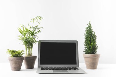 laptop ile boş bir ekran ve tencere beyaz güzel ev bitki