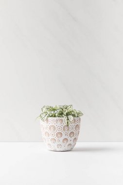 güzel küçük yeşil ev bitki dekoratif tencerede beyaz