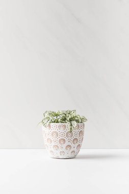 beautiful small green home plant in decorative pot on white clipart